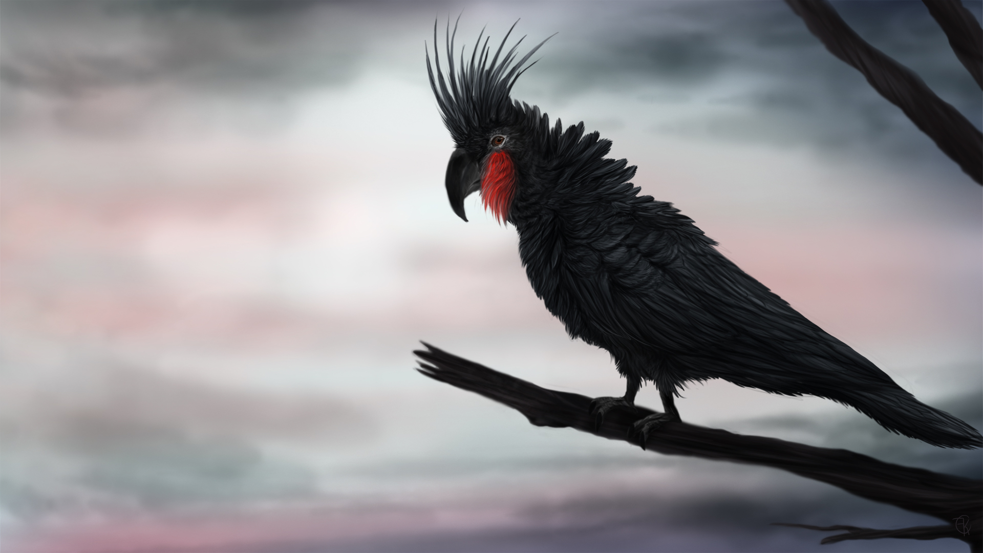 Palm Cockatoo Wallpaper Animal Hq Pictures 4k