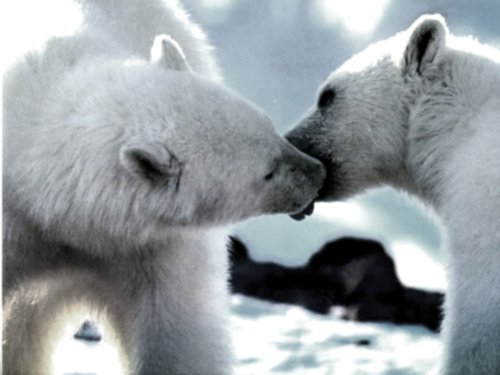 Funny Animals Pictures Baby Polar Bear Wallpaper