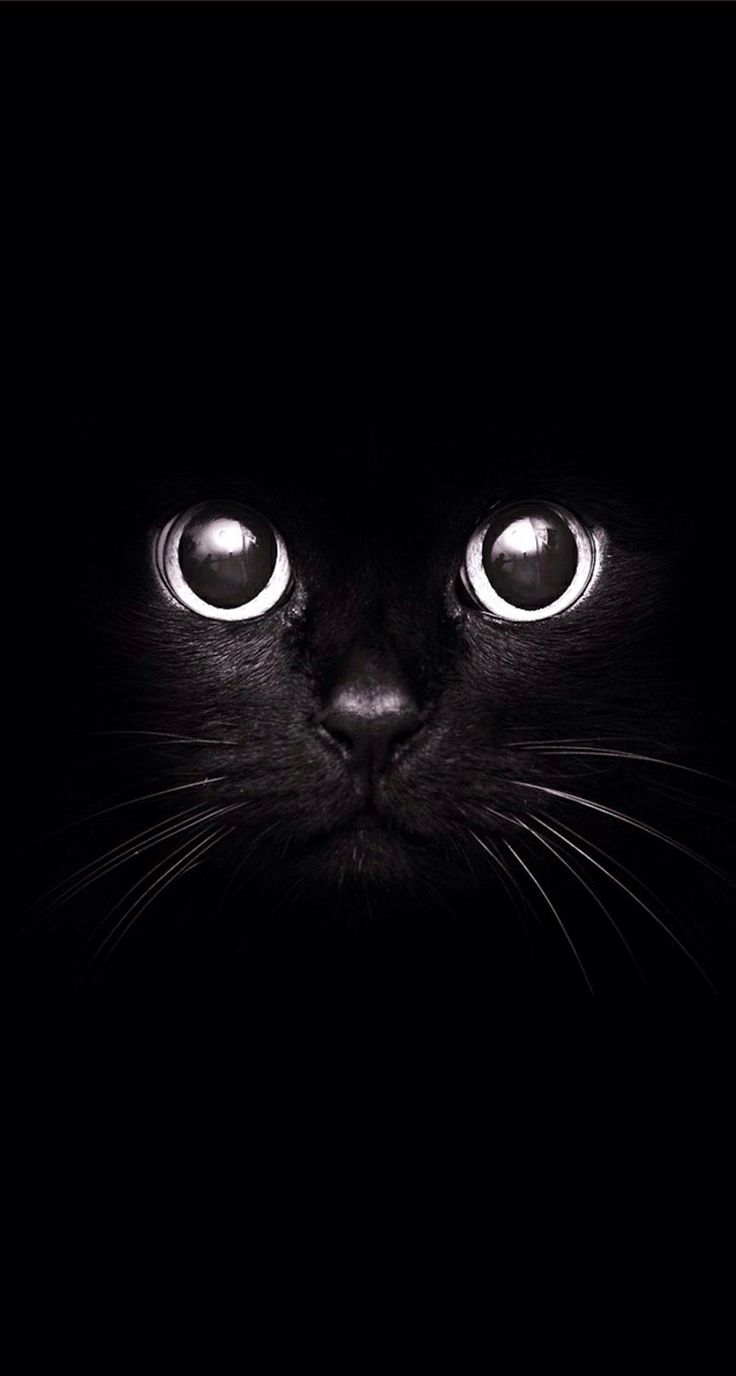 iphone ios7 wallpaper cat black w a I l p a p e r Pinterest