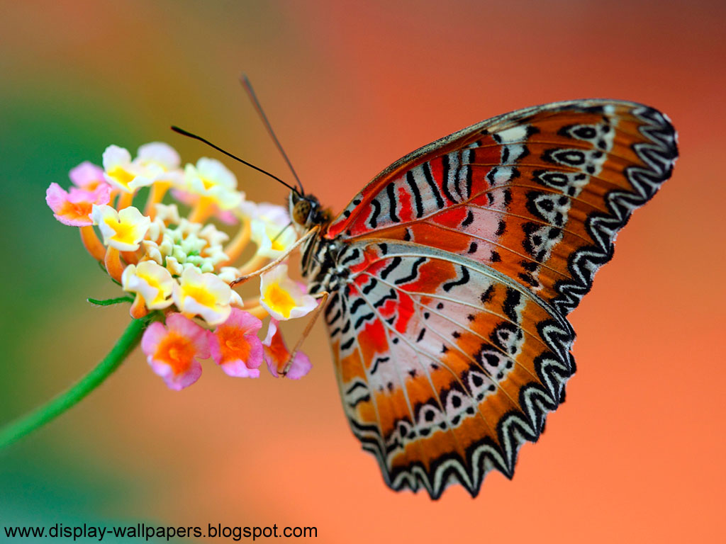 Wallpaper Butterfly Desktop HD