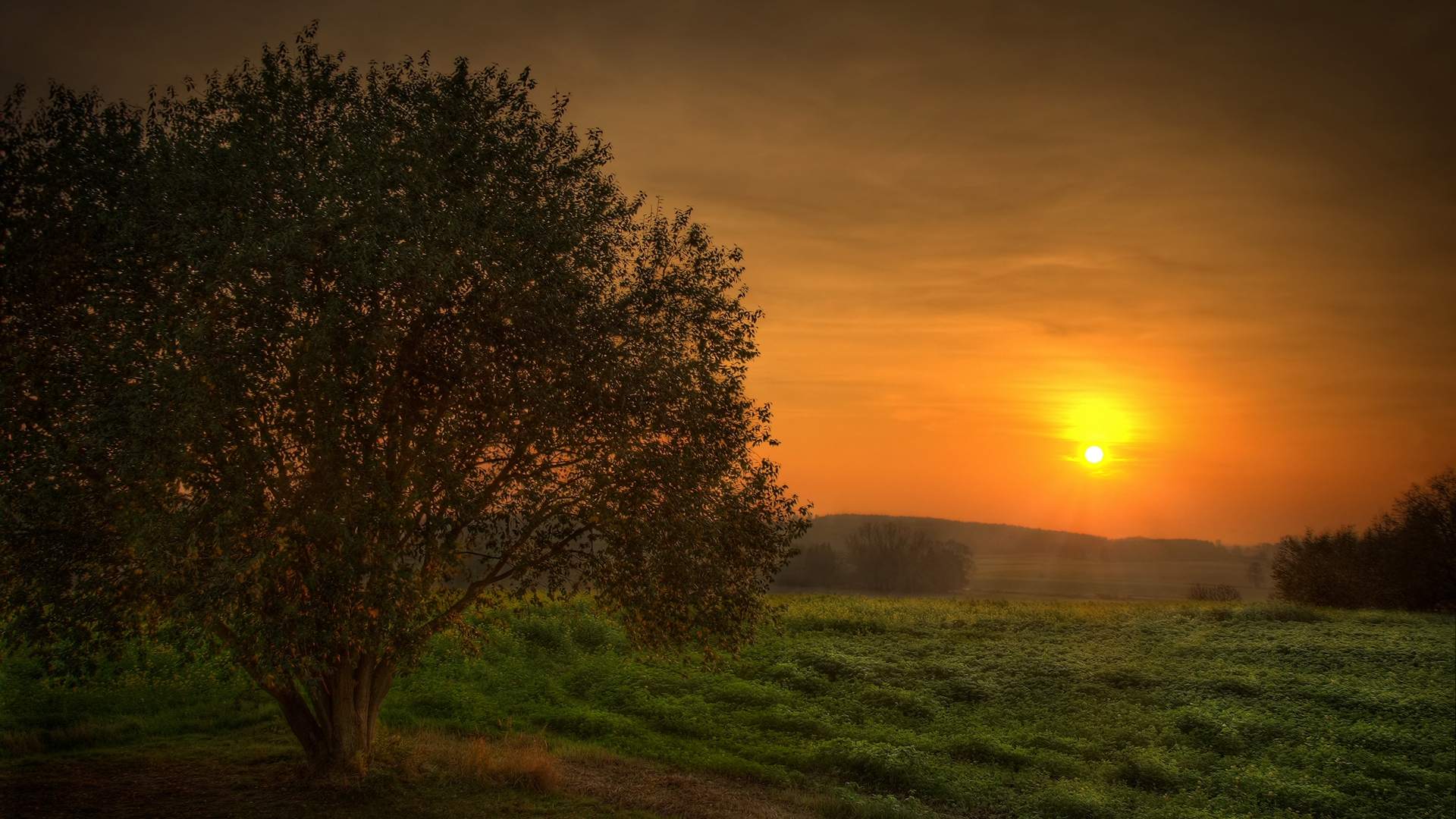 Sunset Wallpaper Lonely Tree
