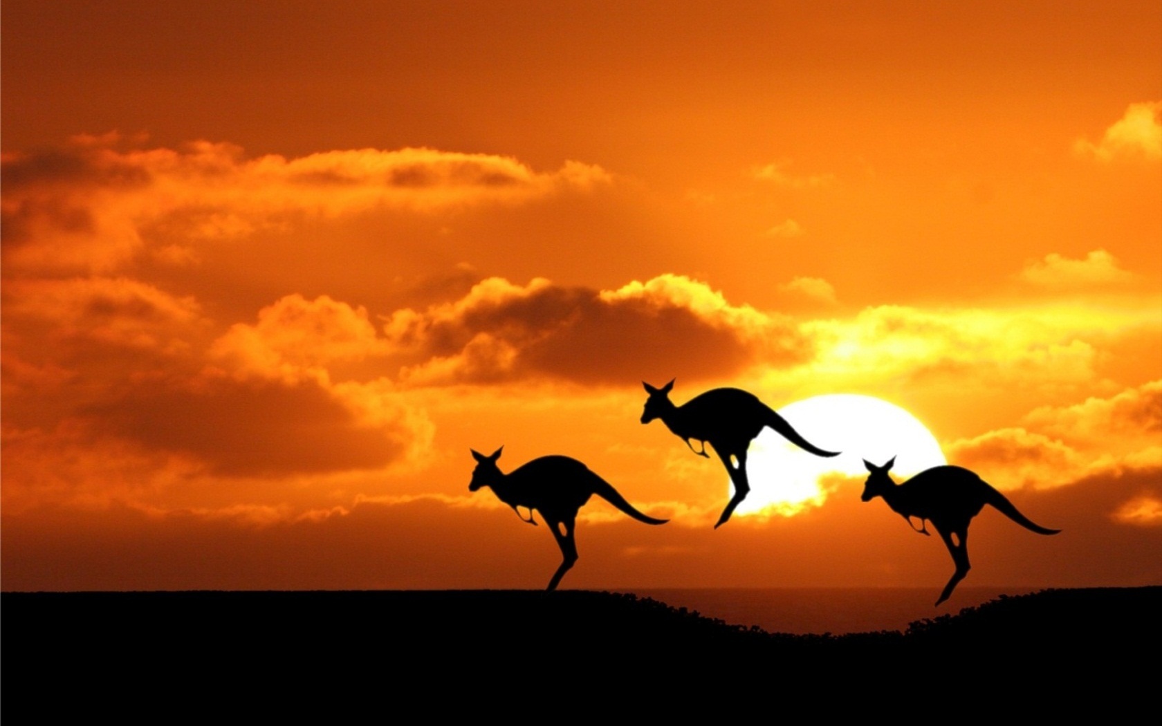Kangaroo Sunset Animals iPhone iPad Wallpaper