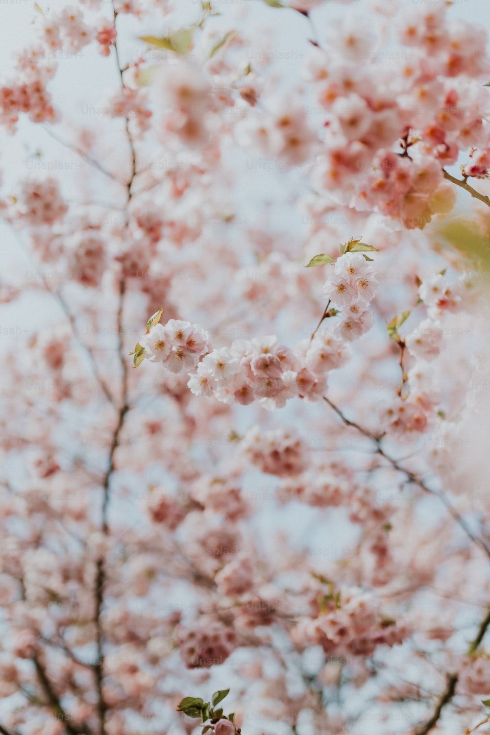 Boho Aesthetic Wallpaper