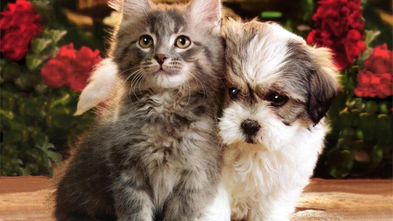 Cats And Dogs HD Wallpaper