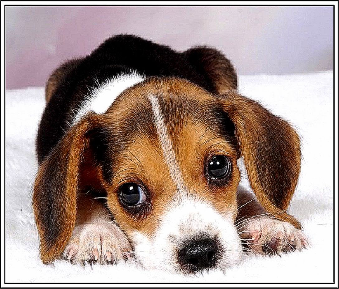 Cute Beagle Puppies Desktop Wallpaper Dogs
