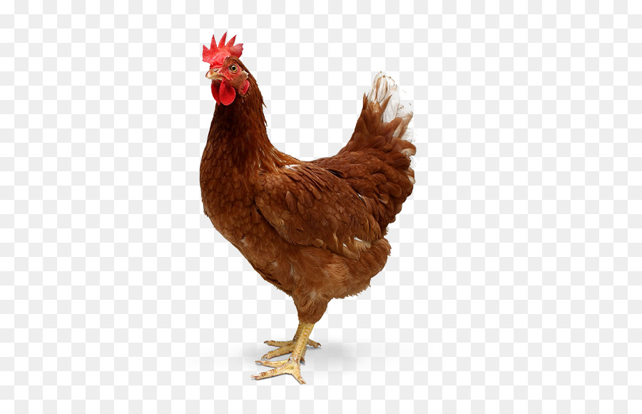 Ayam Cemani Papel De Parede Da Rea Trabalho Galinha Tandoori