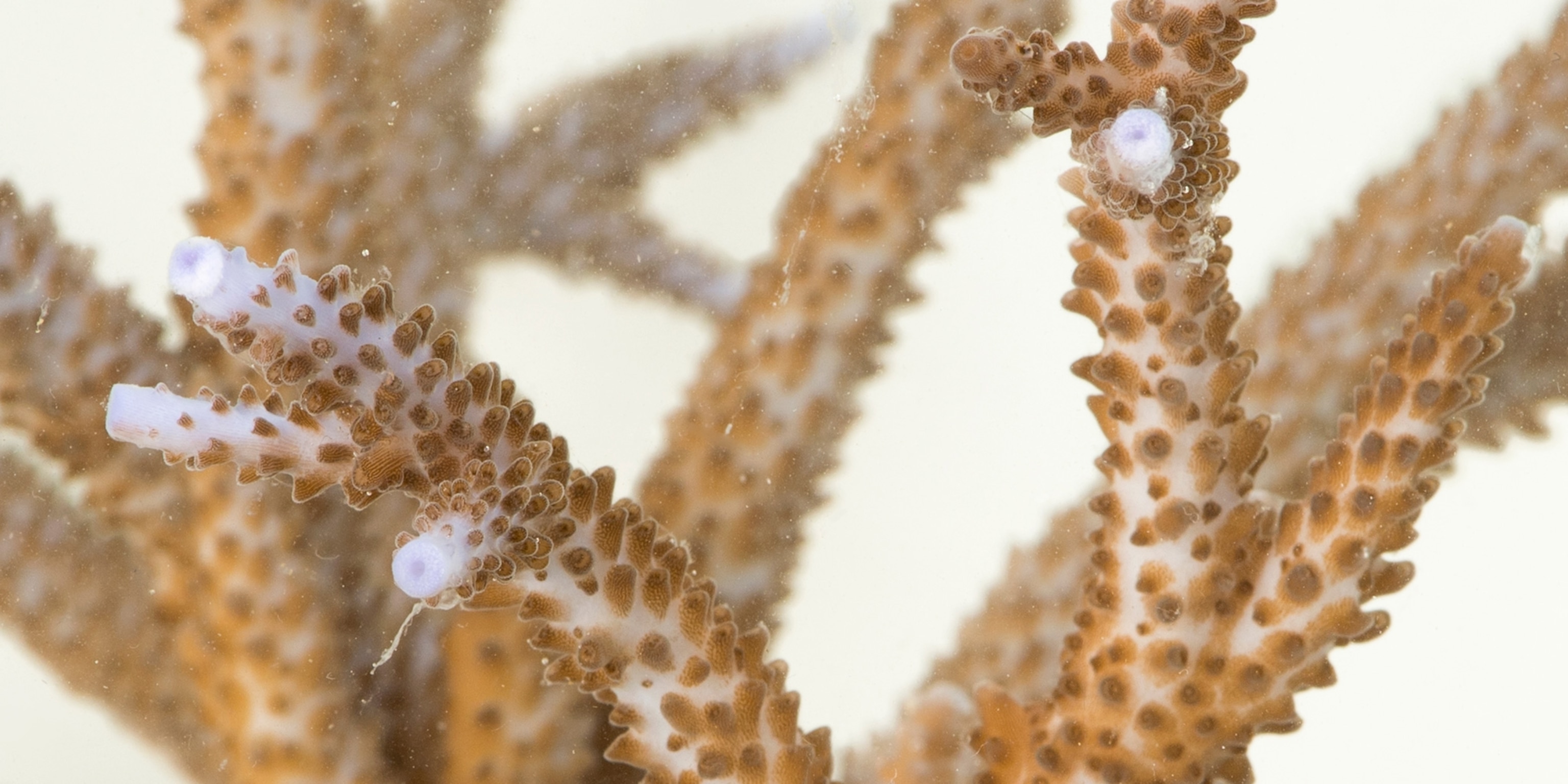 Staghorn Coral Wallpaper