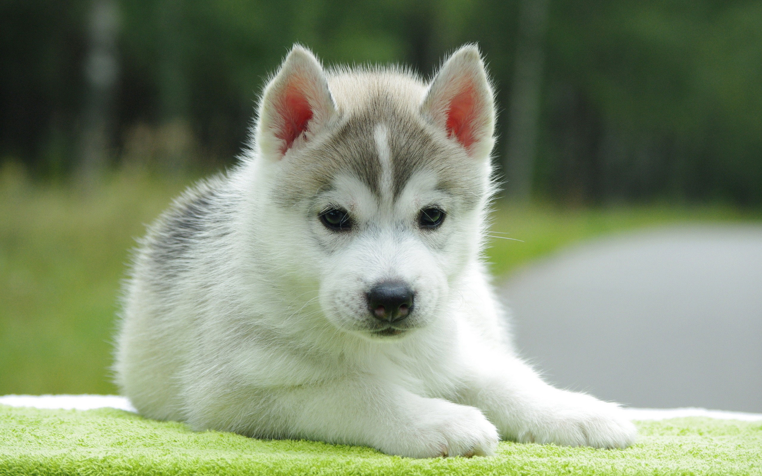 Siberian Huskies Cute Puppies Photo And Wallpaper
