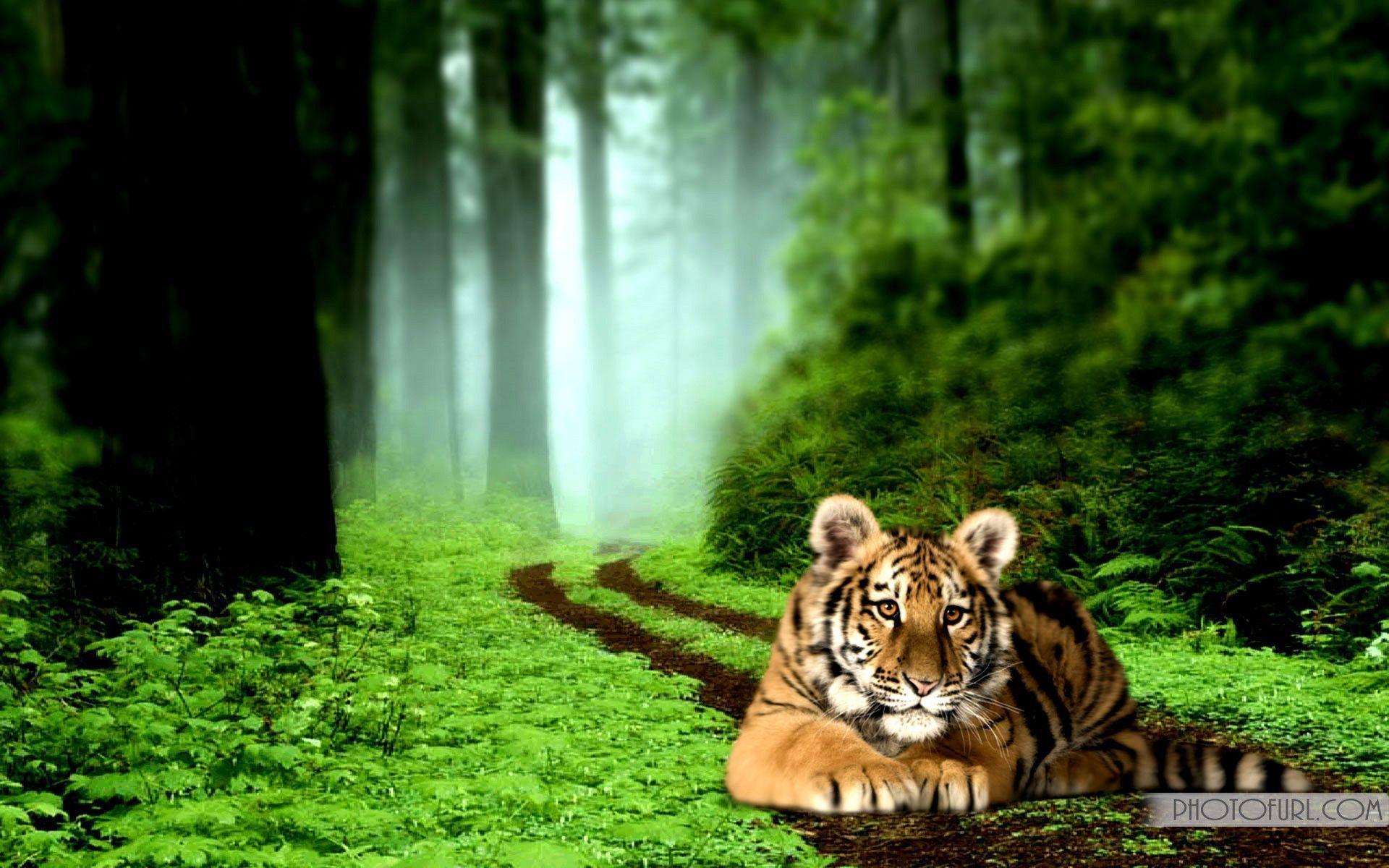 Tiger Background Pictures