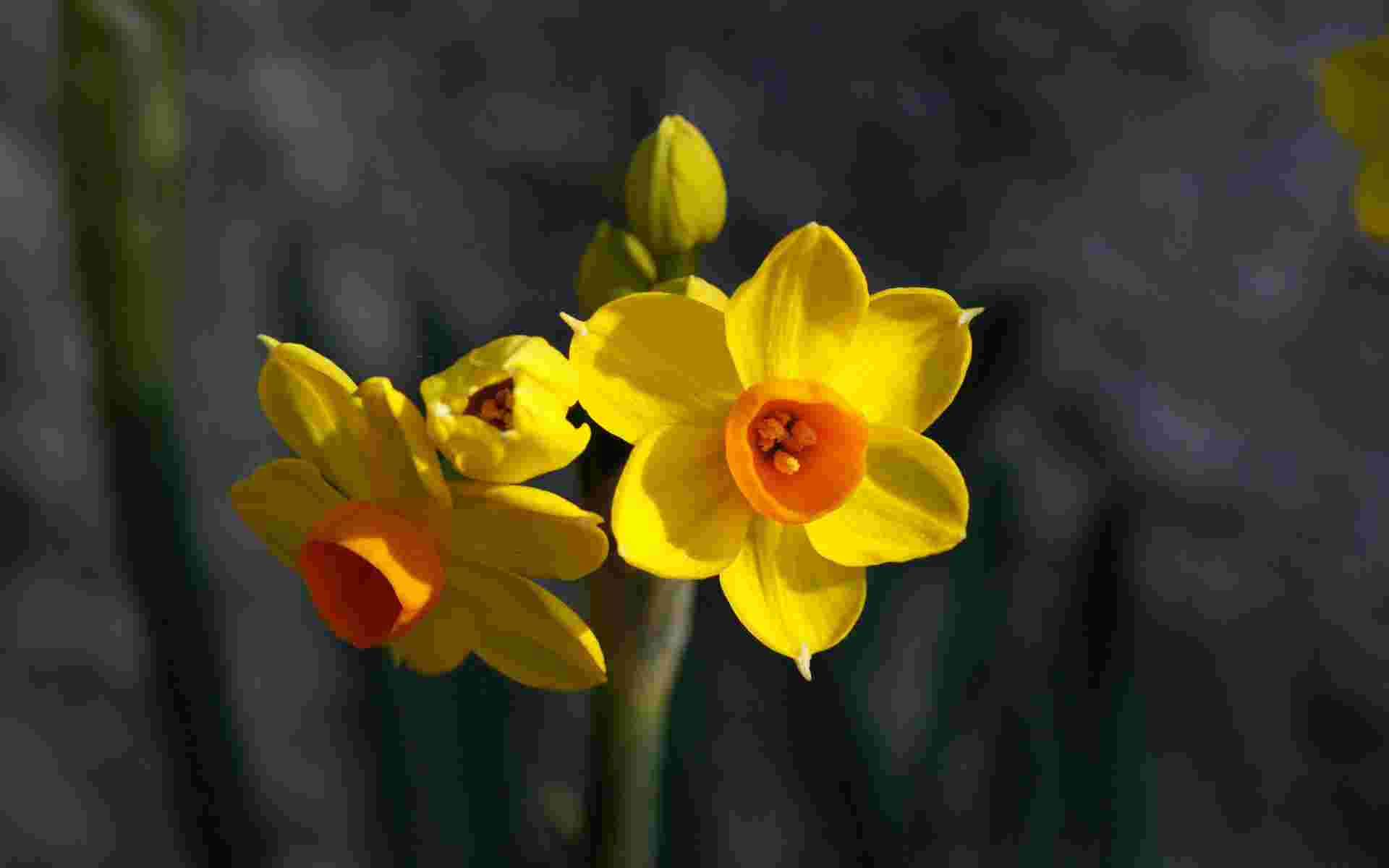 Wallpaper Is Not Exist Search Keywords Purple Tulip Daffodil
