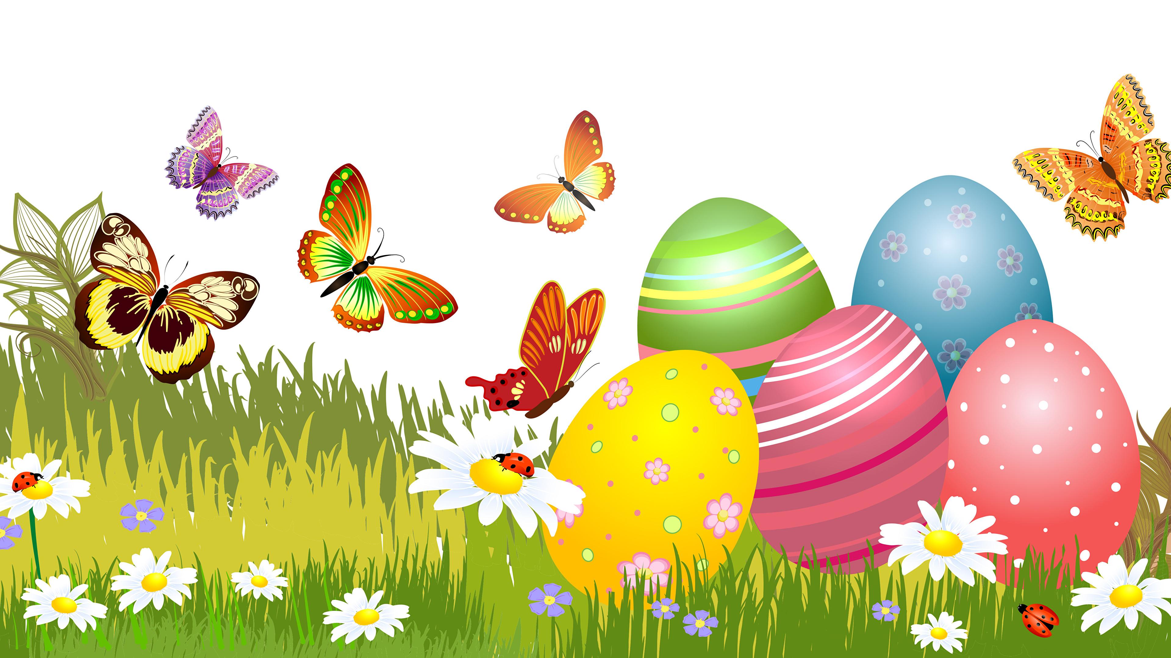Desktop Wallpaper Easter Humor Butterflies Egg Matricaria