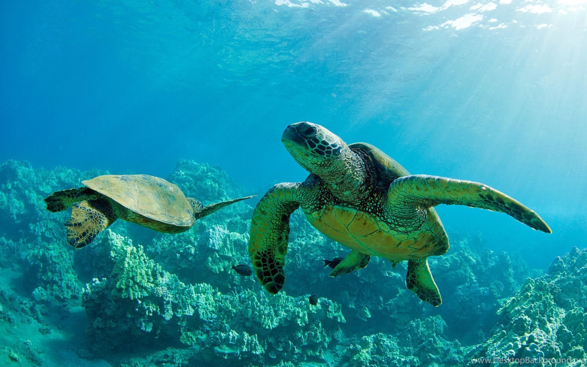 Green Sea Turtles Maui Hawaii Puter Wallpaper Desktop