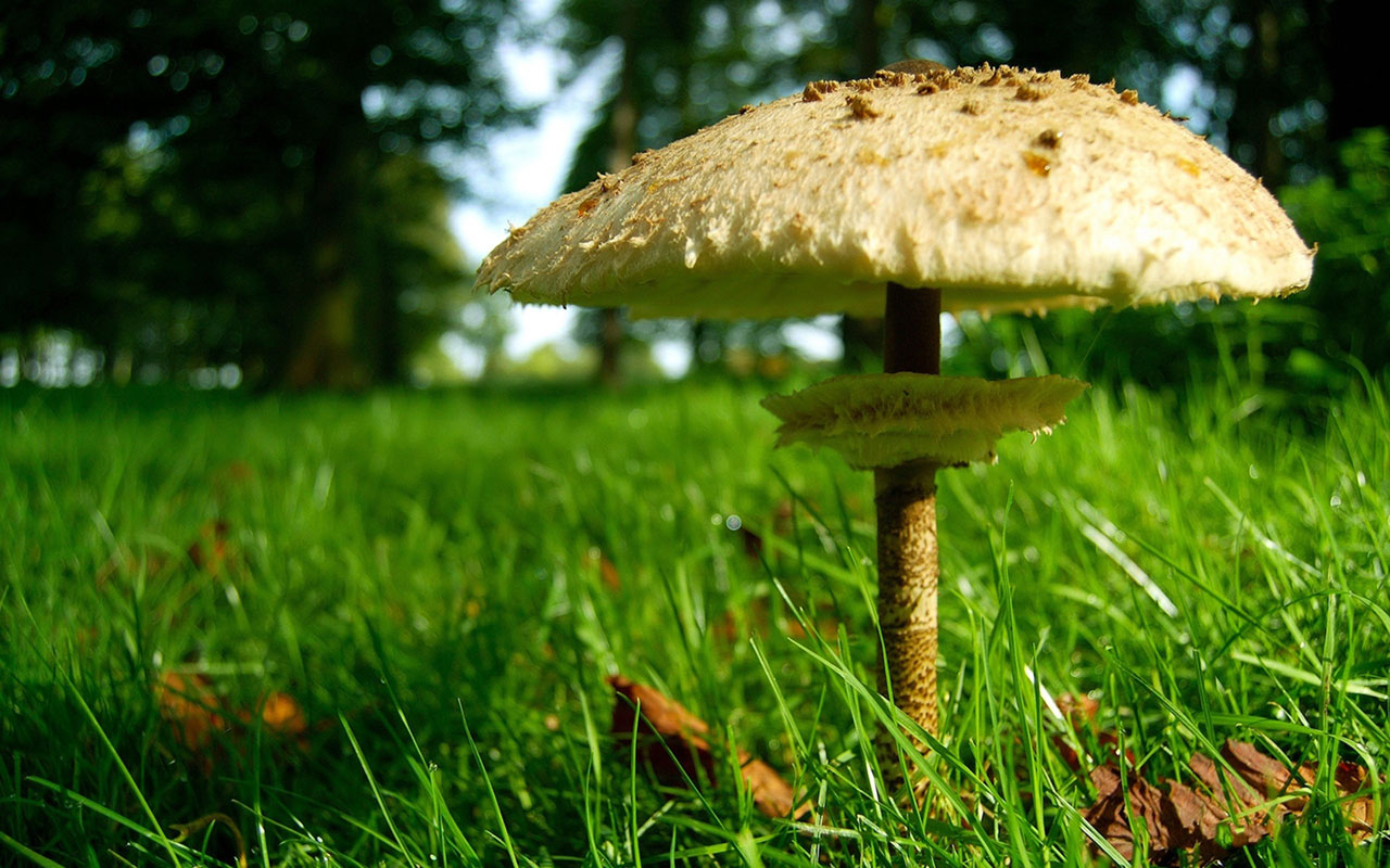 HD Mushroom Wallpaper And Photos Nature