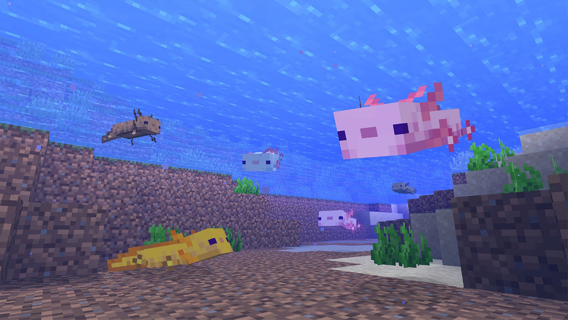 Minecraft Axolotl How To Find Tame Or Breed The New Mob