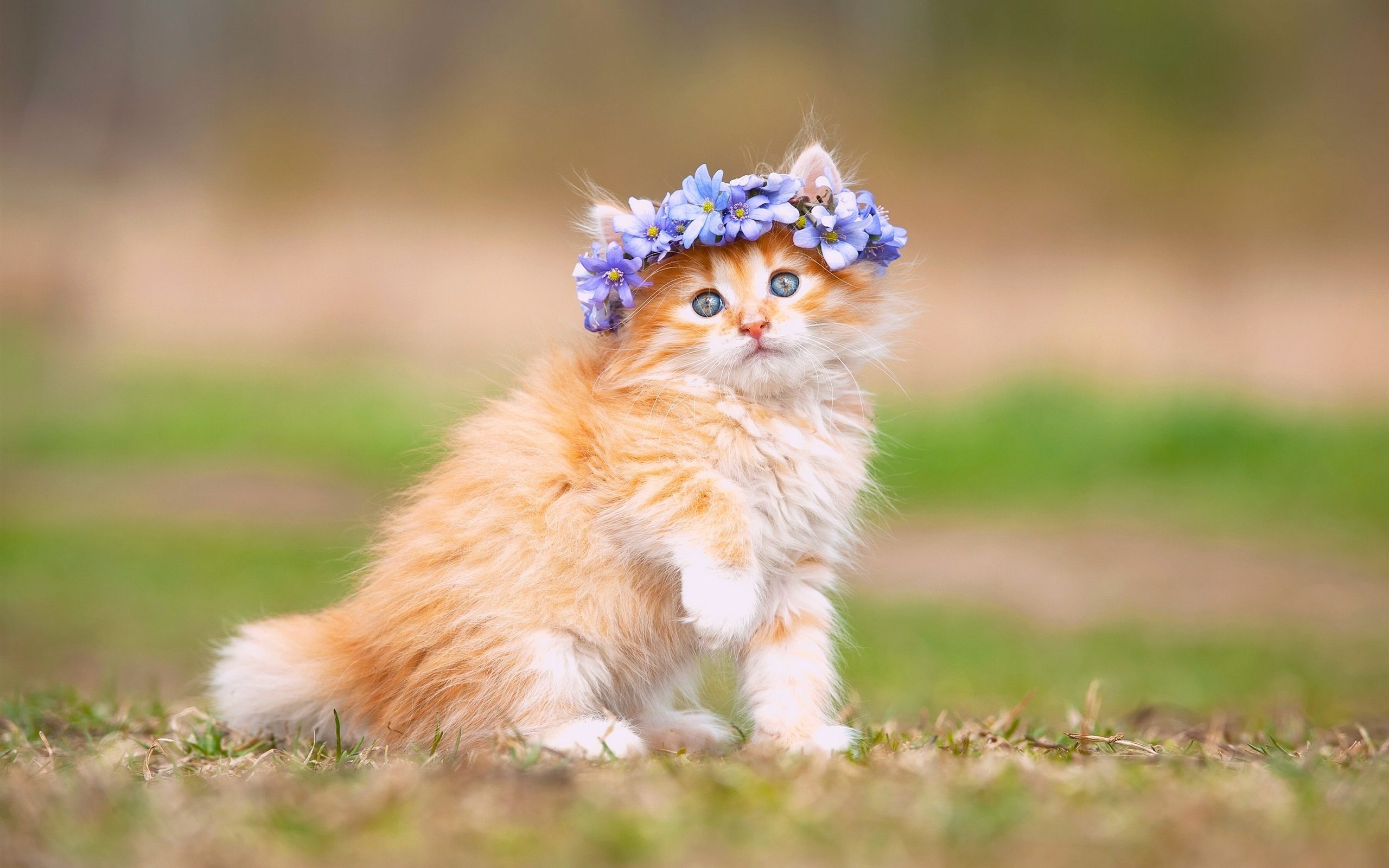 Lovely Cat Wallpaper HD