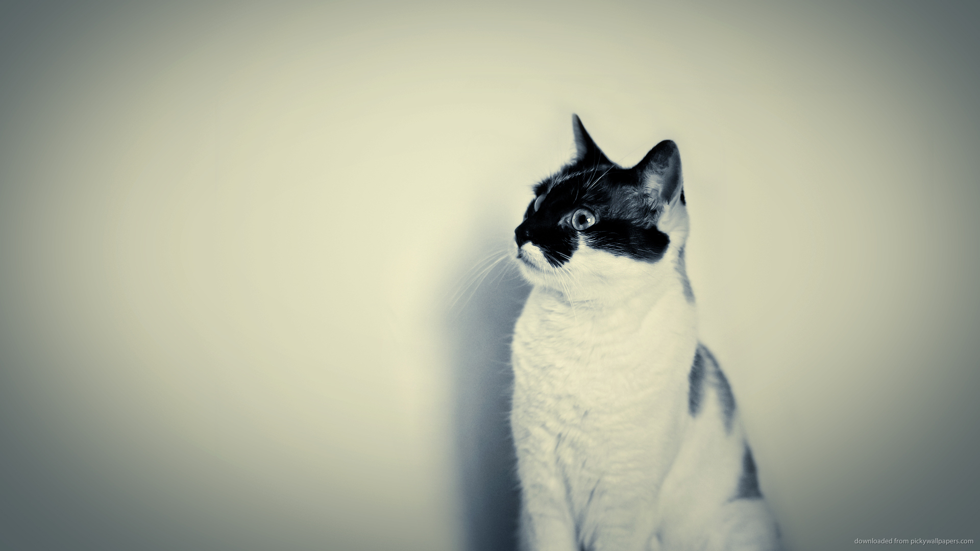 HD Hipster Cat Photo Wallpaper
