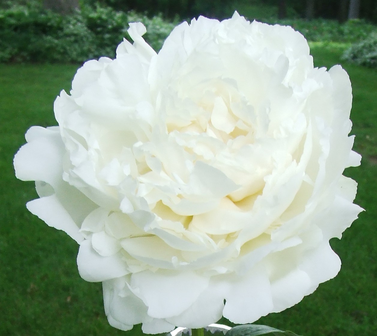 List 99+ Pictures Pictures Of Peonies Flowers Latest