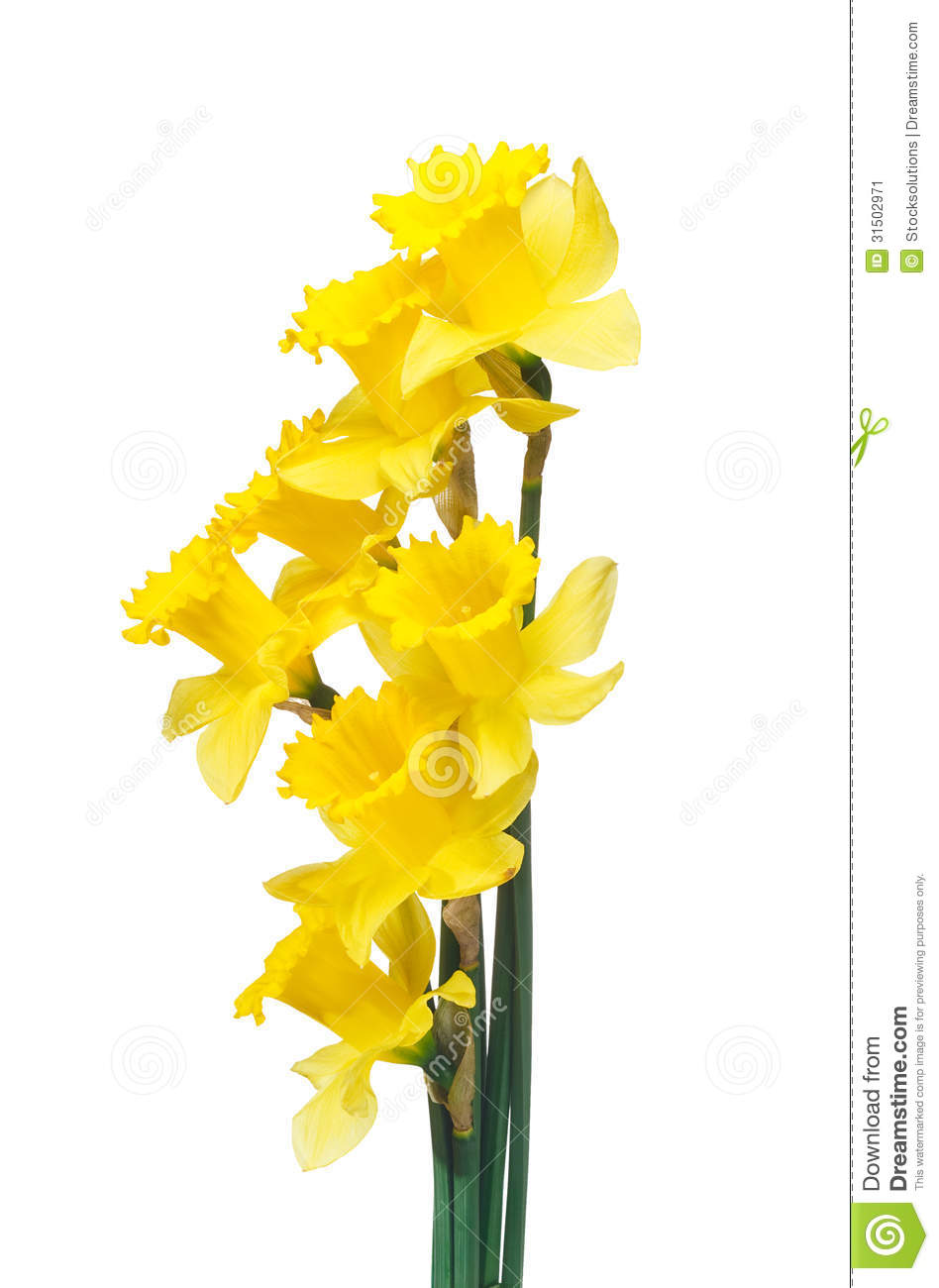 Daffodils Clipart Spring Border