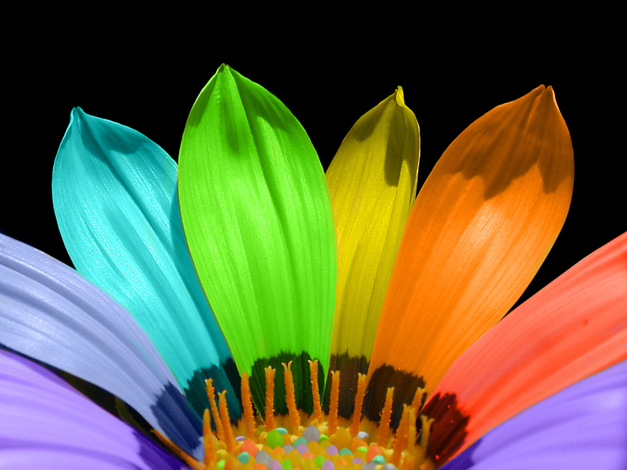 Colorful Flower Bright Colors Wallpaper