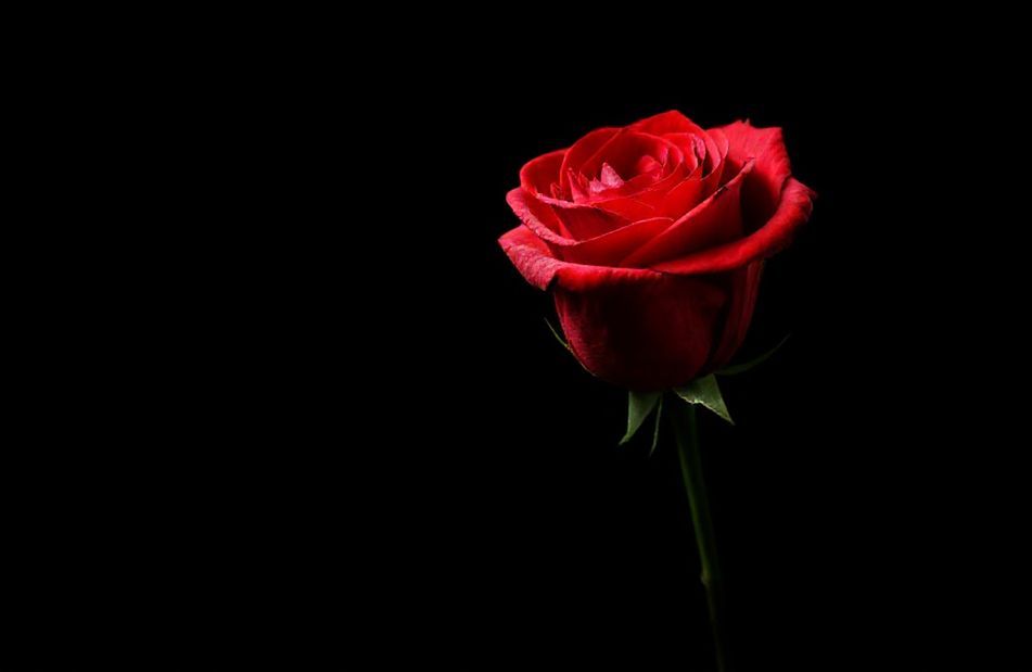 Red Rose Black Background