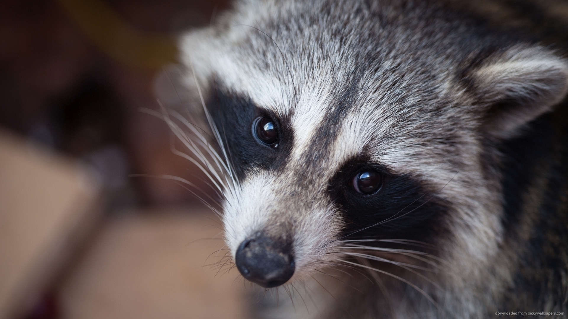 iPad Raccoon Animal Up Close Wallpaper Screensaver For Kindle3 And Dx