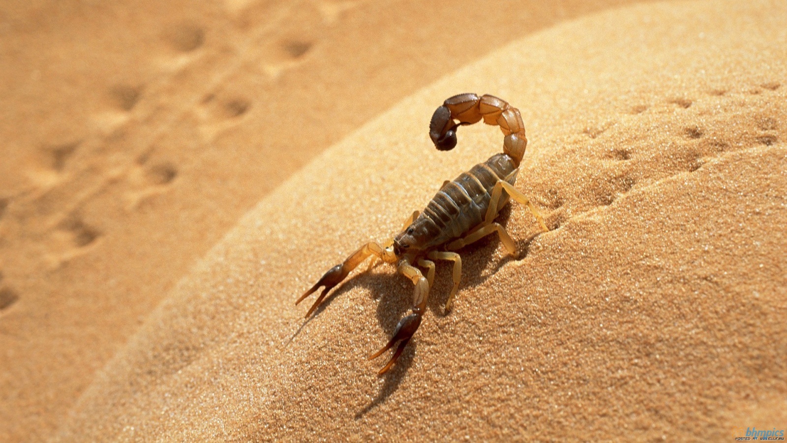 Scorpion HD Wallpaper Res