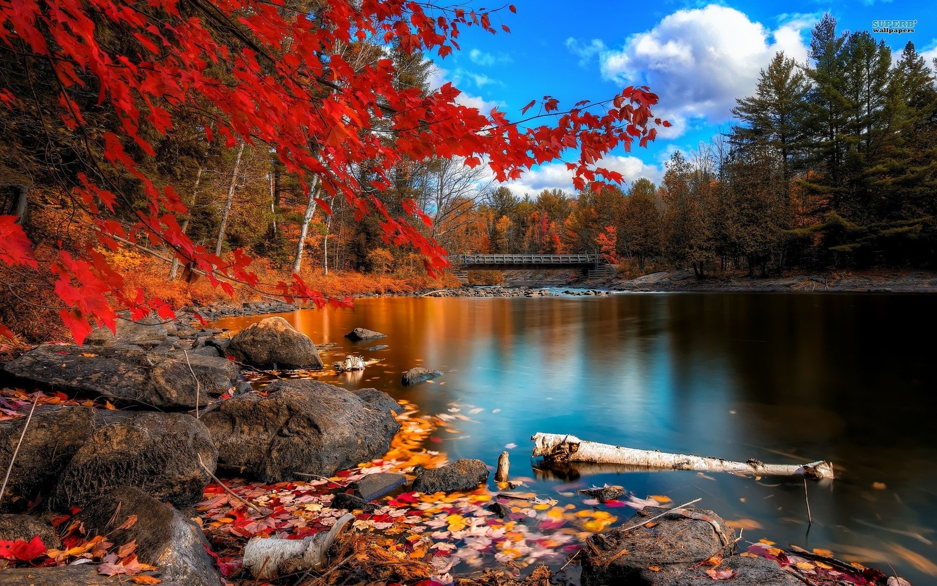 Autumn Red Forest HD Desktop Wallpaper