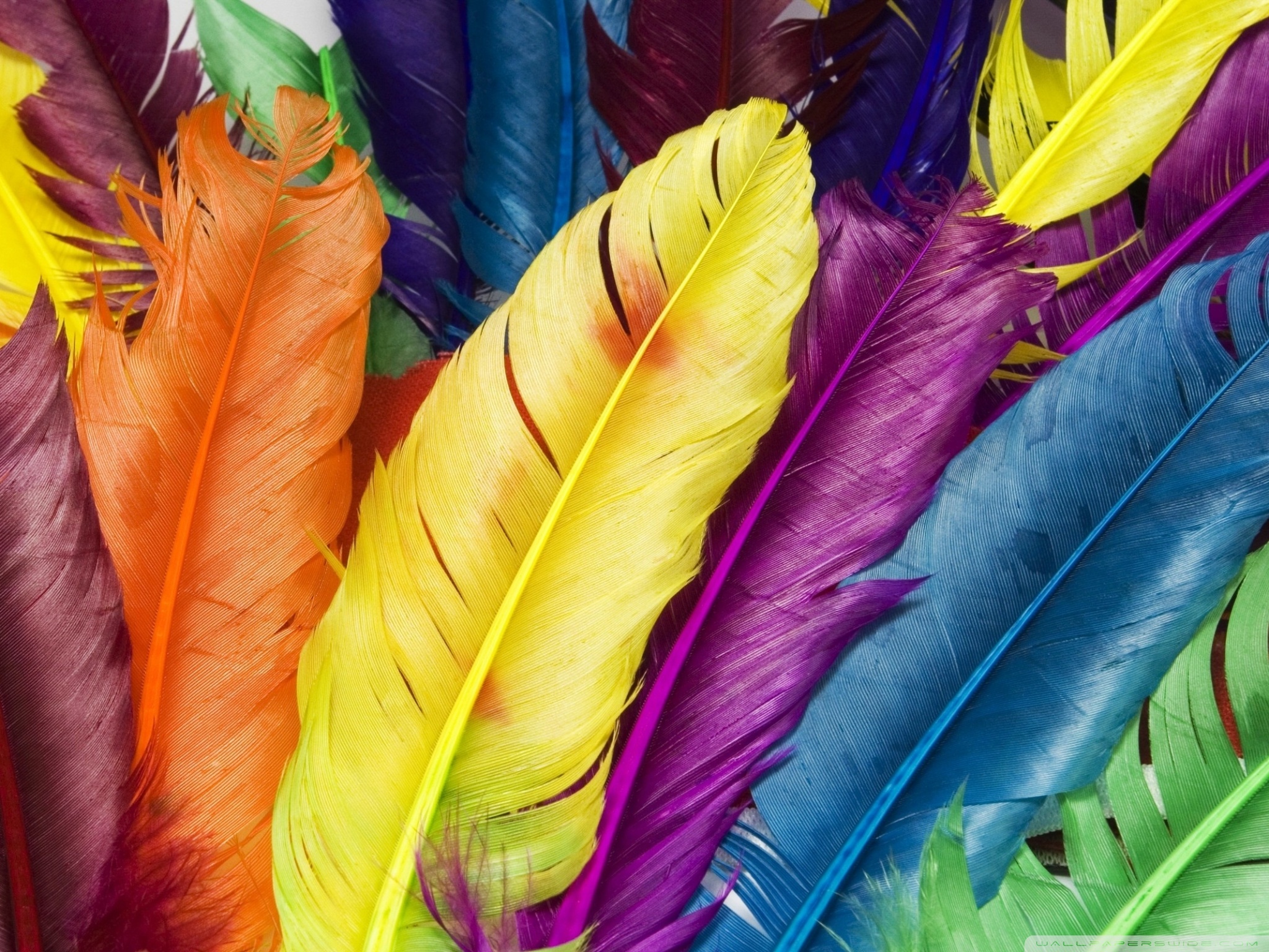 Colorful Feathers 4k HD Desktop Wallpaper For Ultra Tv