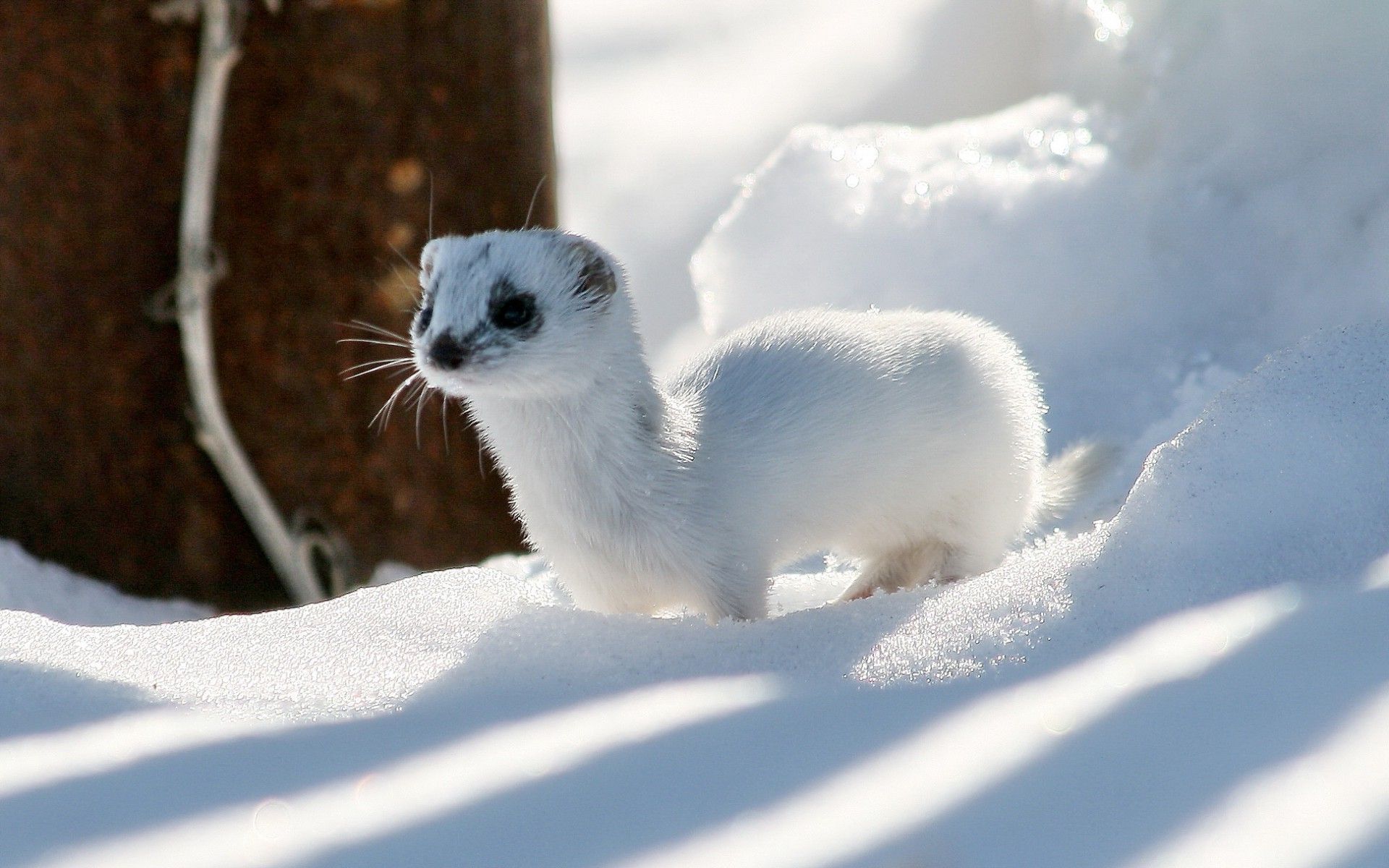 Snow Ferret Winter