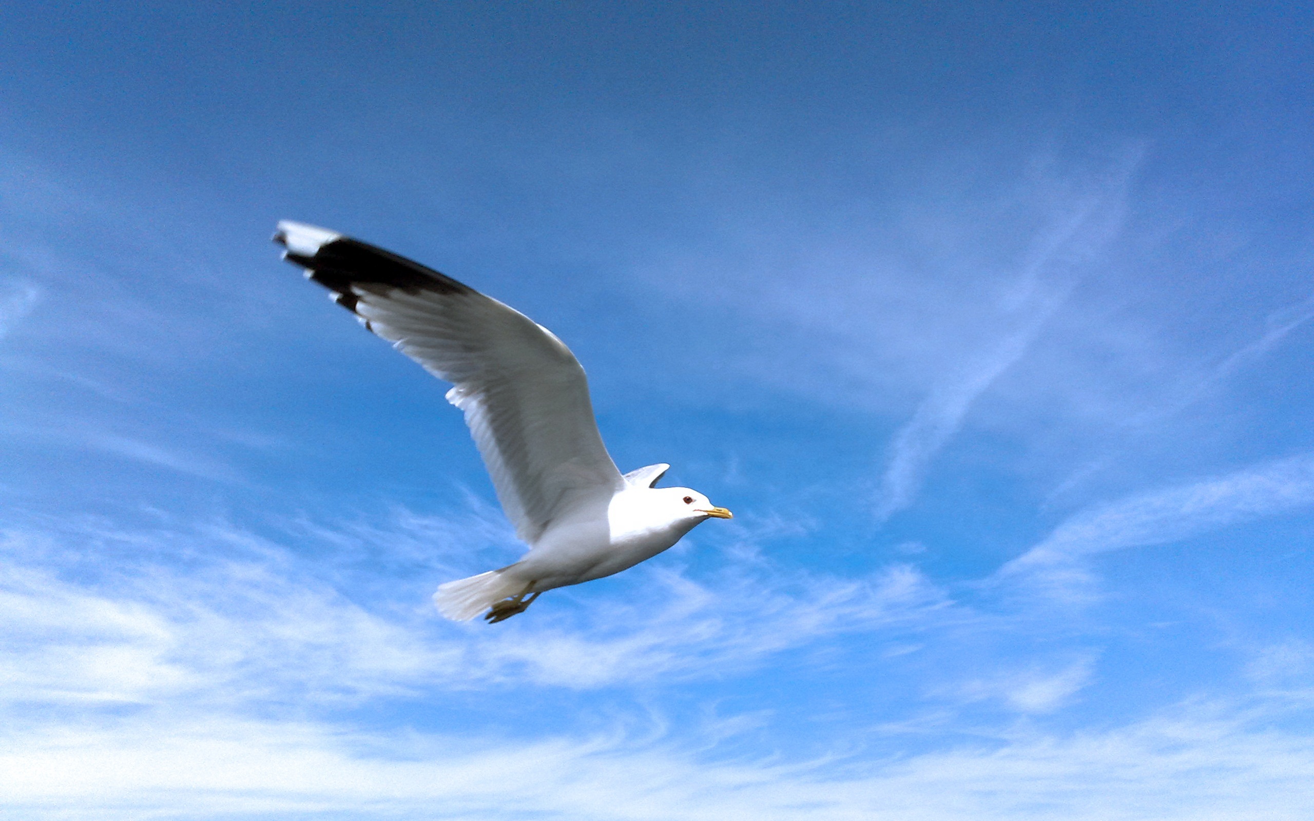 Seagull HD Wallpaper Background Image Id