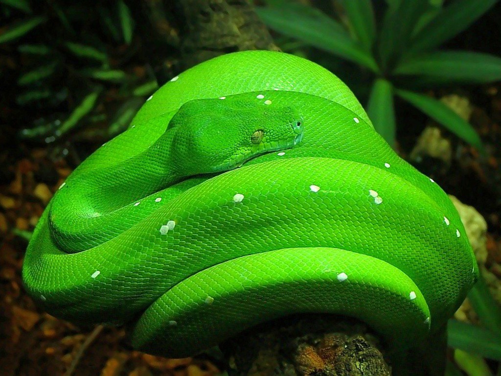 Snakes Pics Green Snake Of