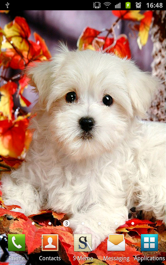 Cute Puppies Wallpaper Very