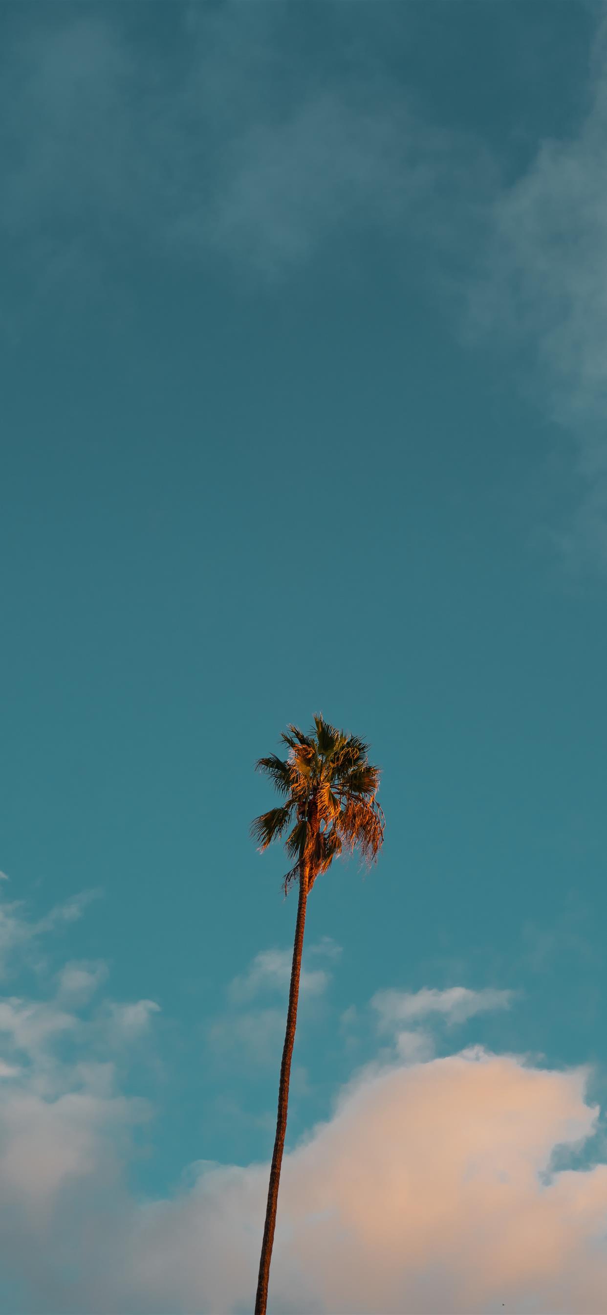 Cây cọ là biểu tượng của khu nghỉ mát và sự nghỉ ngơi thư giãn. Hình ảnh của những hàng cây cọ bên bãi biển và ánh nắng ban mai sẽ khiến bạn thấy như đang đứng trên một bãi biển đẹp nhất thế giới và cảm thấy được sự bình yên và thanh thản trong tâm hồn.