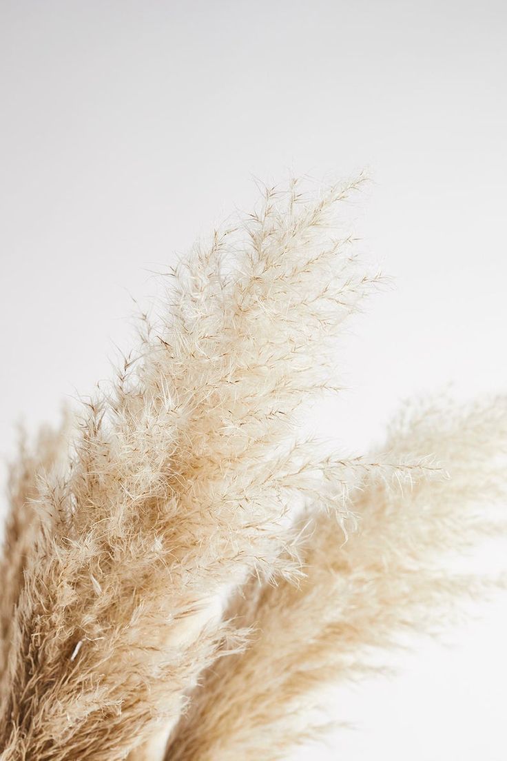 Pampas Grass 120cm Wallpaper