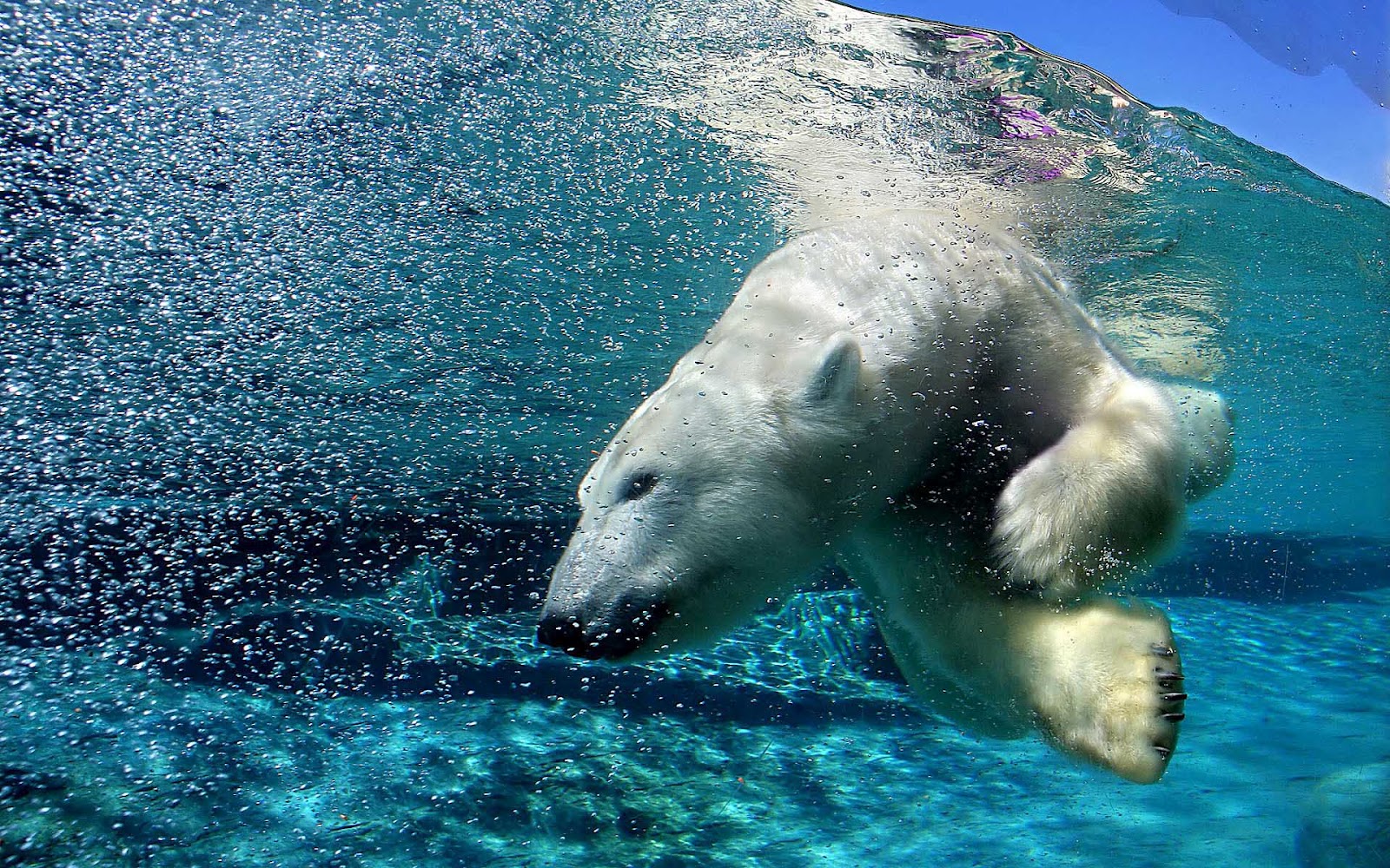 HD animal wallpaper of a polar bear diving underwater Polar bear