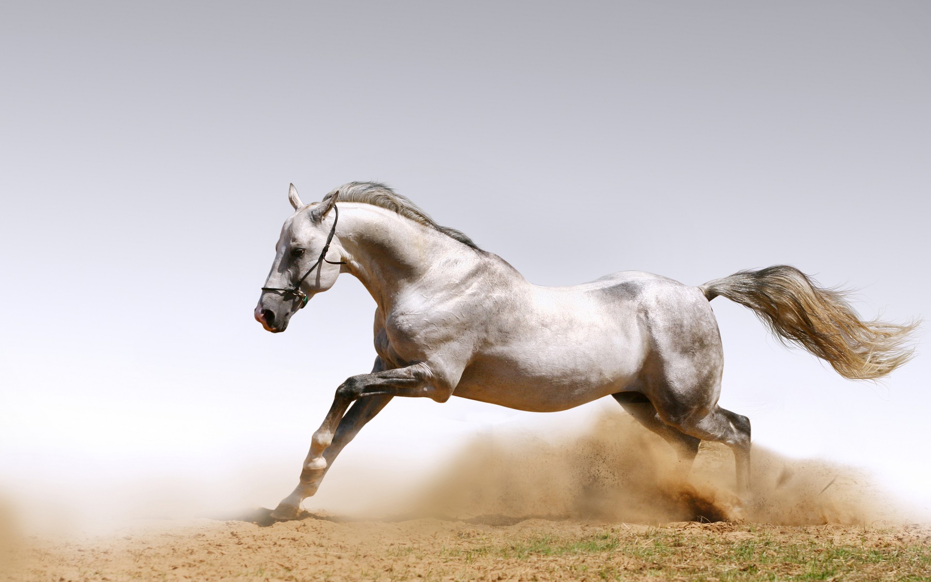 Horse Cool Wallpaper Beautiful Picture High