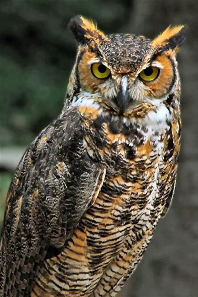 Horned Owl Animal Iphone Wallpaper S 3g