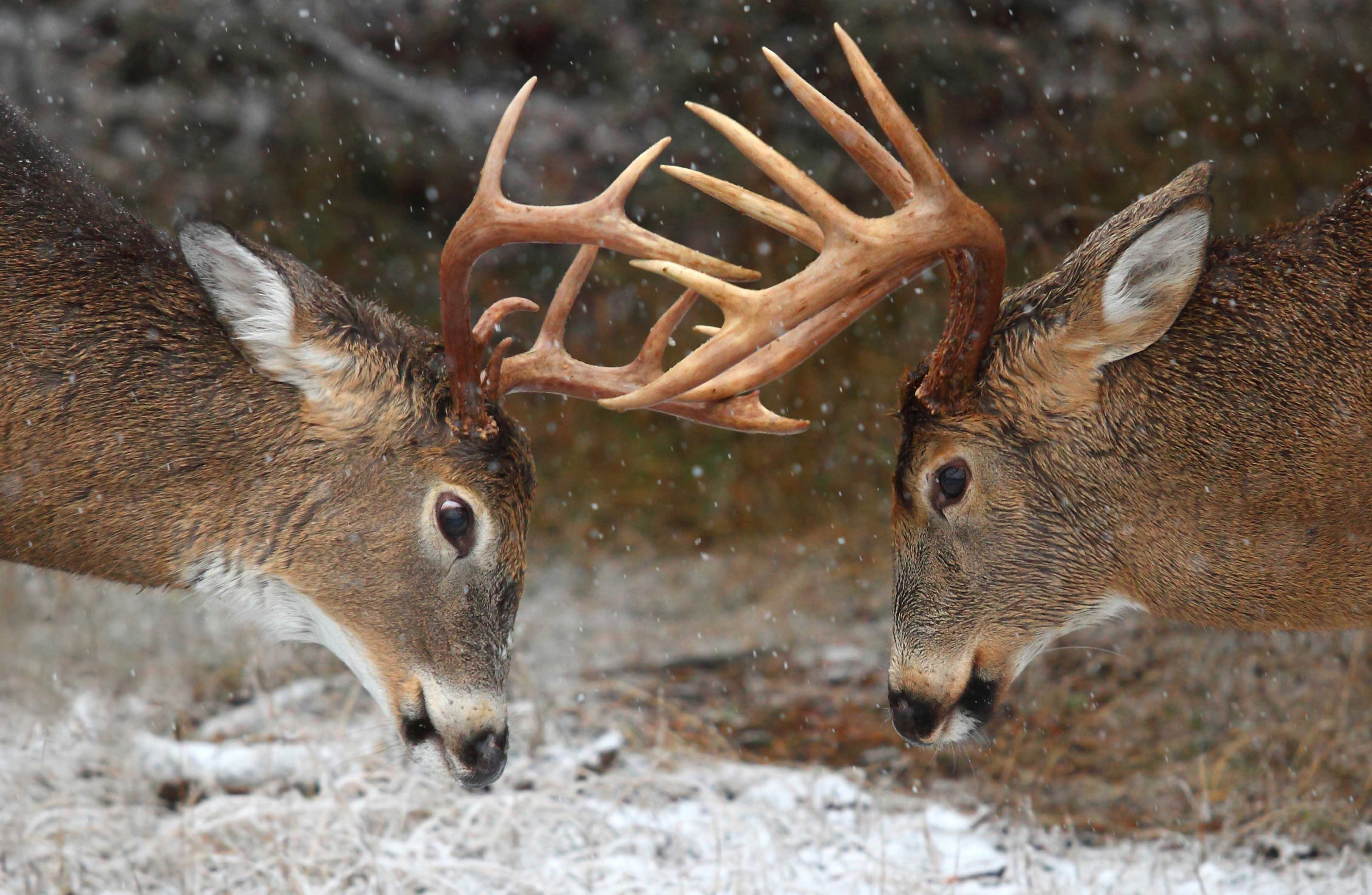 Clash Of The Titans Deer Rut Ontario Canada Jim Cumming