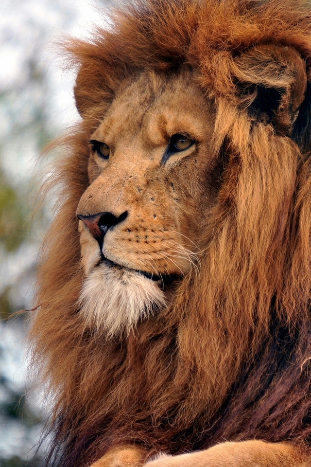 Lion Just Chilling iPhone Wallpaper And 4s