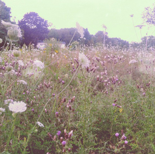 Pink wildflower field wallpaper Wallpaper Wide HD