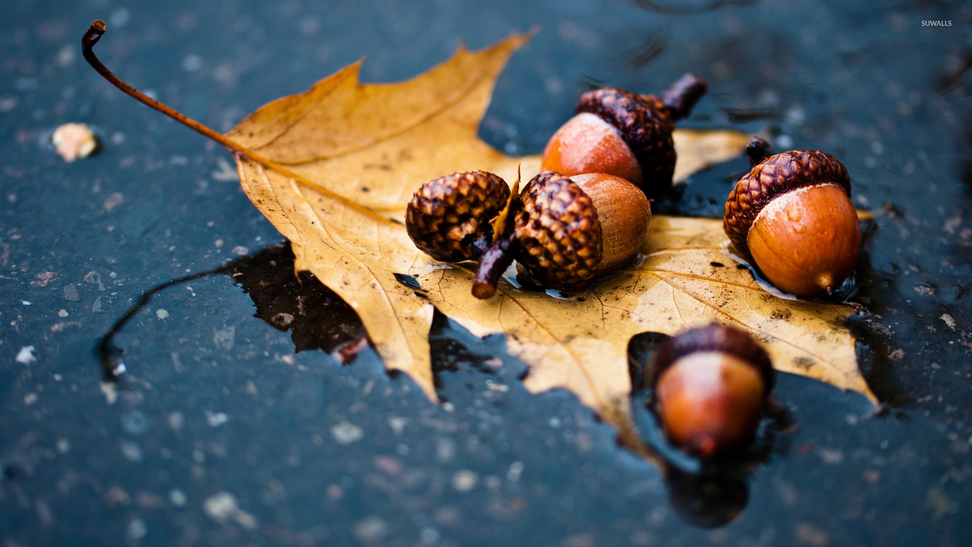 HD wallpaper acorn lot acorns seeds oak brown harvest autumn walnut   Wallpaper Flare