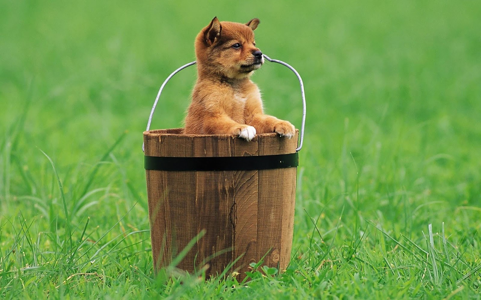 hd dog wallpaper with a little puppy dog in a wooden bucket hd dog