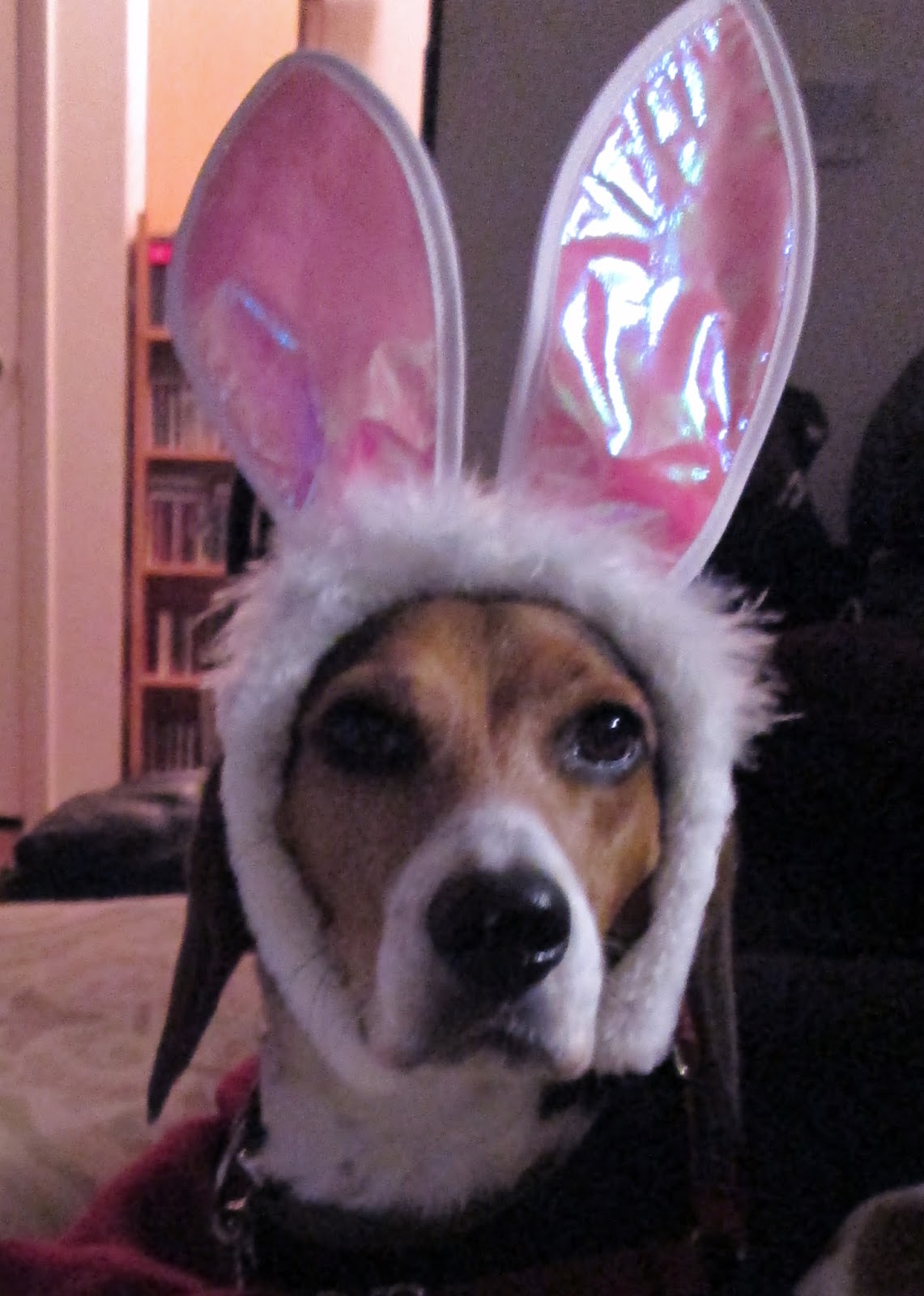Life With Beagle Tips To Keep Your Dog Safe This Easter