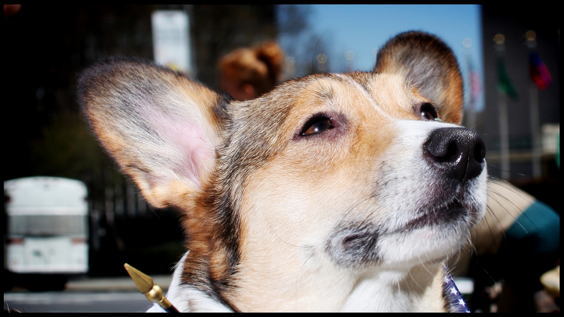Dogs Corgi Wallpaper Canine