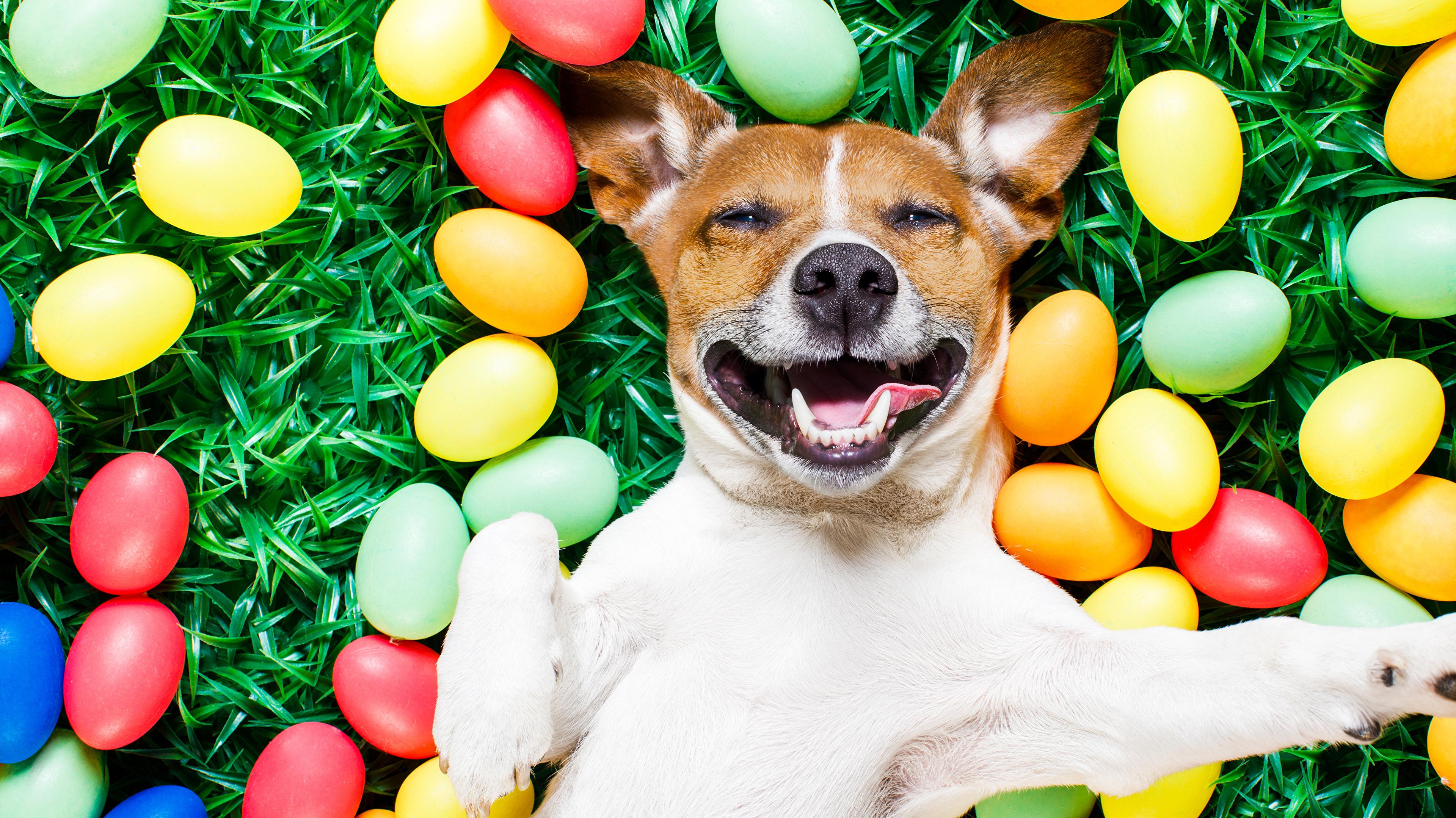 Desktop Wallpaper Easter Jack Russell Terrier Dogs Funny