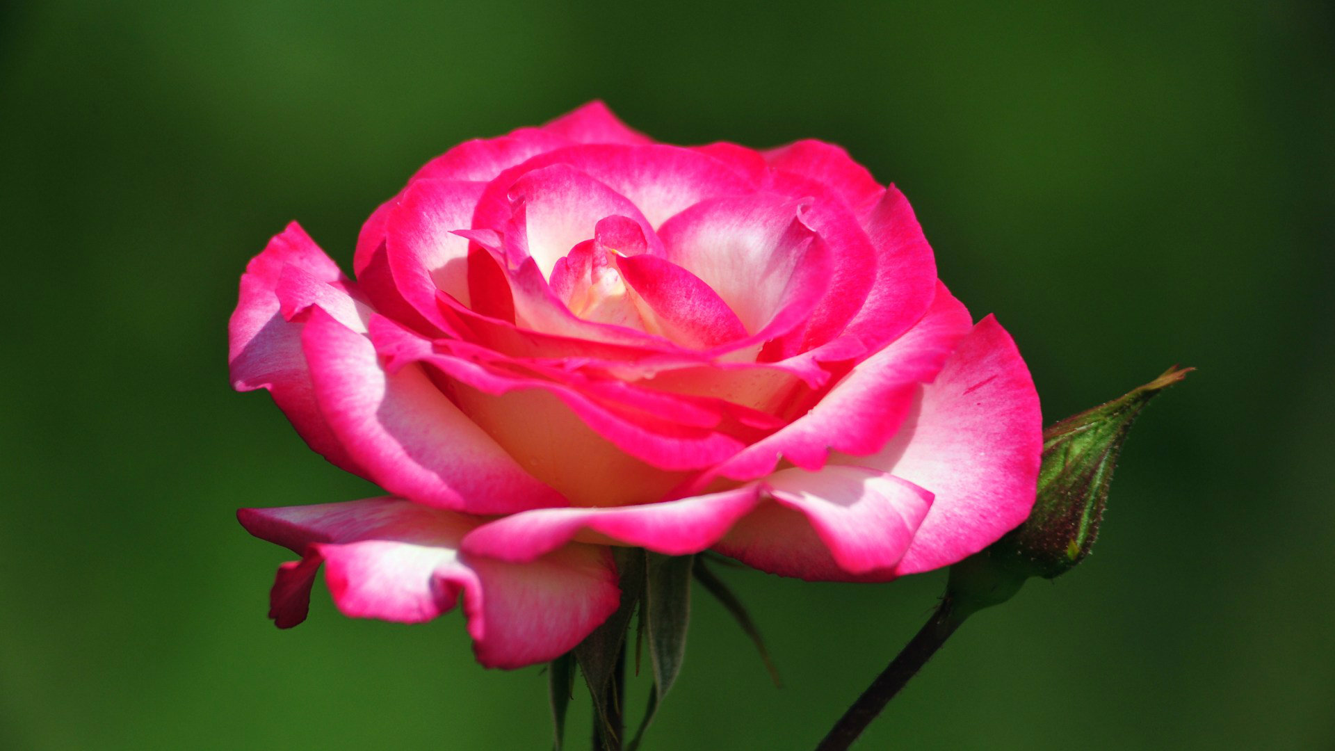 Most Beautiful Pink Roses HD Wallpapers Flowers Pictures
