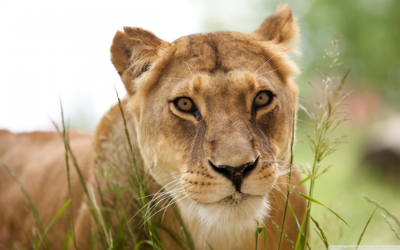 Lioness Wallpaper