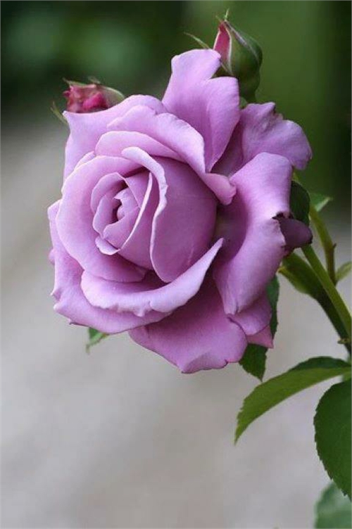 Most Beautiful Roses
