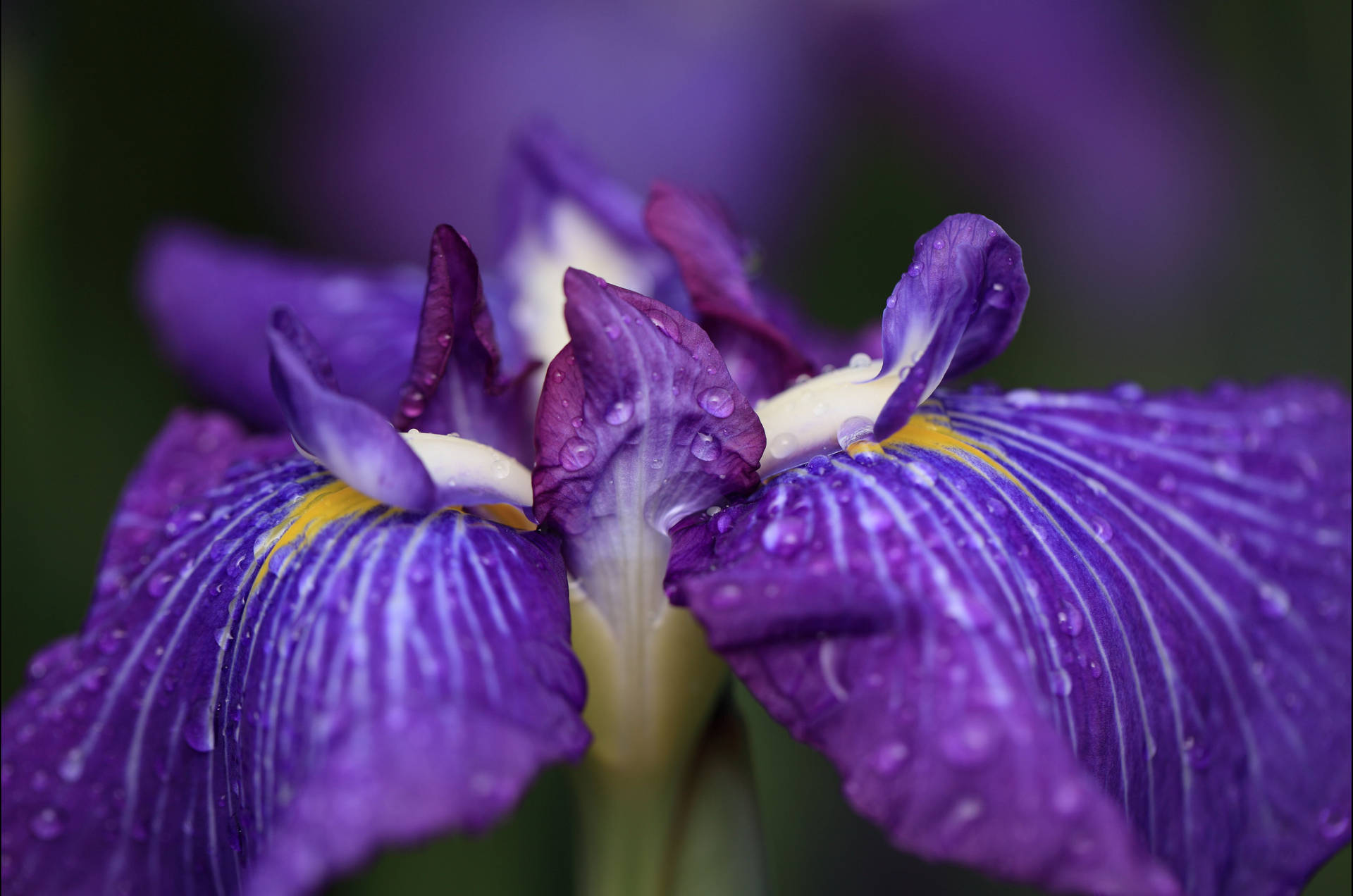 Top Iris Flower Wallpaper Full HD 4k To Use