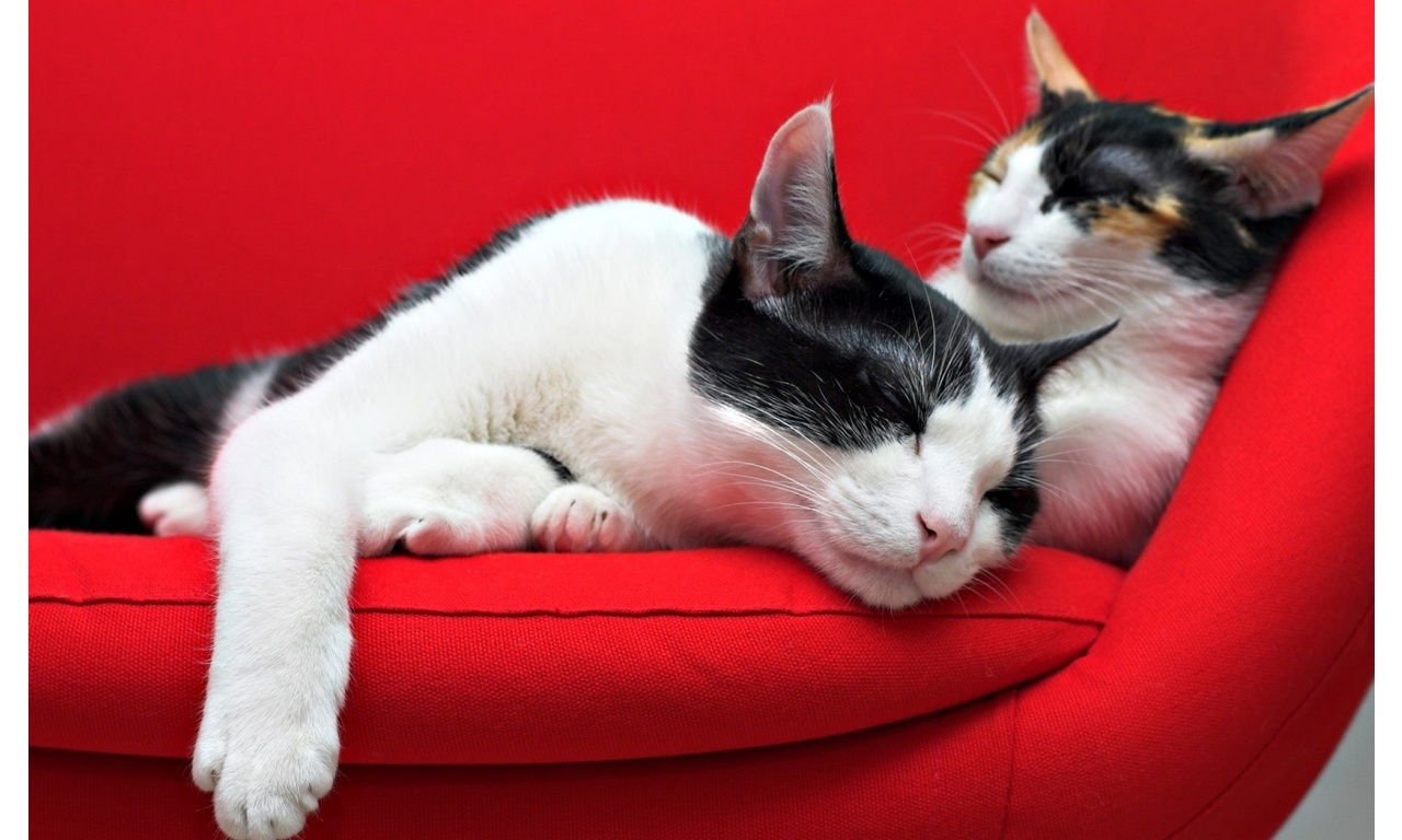 Cats Sleep On Red Sofa Wallpaper
